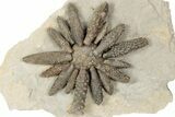 Jurassic Fossil Urchin (Reboulicidaris) - Amellago, Morocco #194854-1